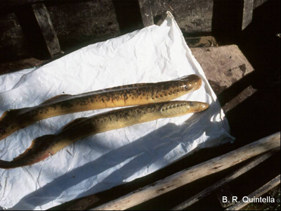 Sea lamprey