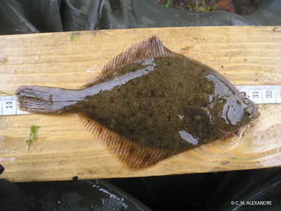 European flounder