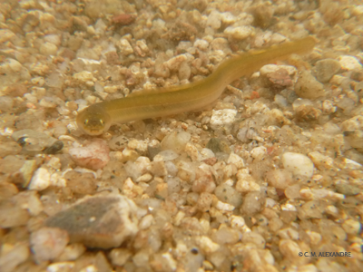 Yellow eel