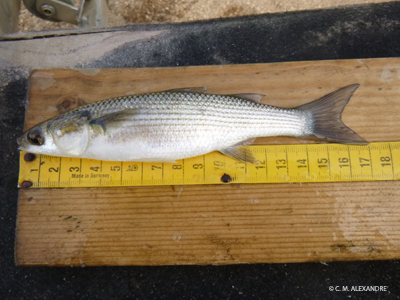 Thinlipped grey mullet