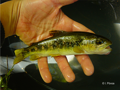 River trout