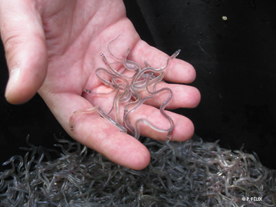 Glass eels1