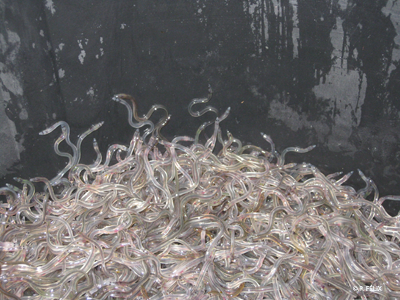 Glass eels2