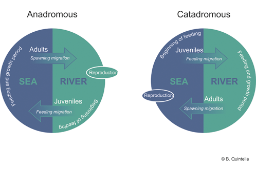 diadromous1