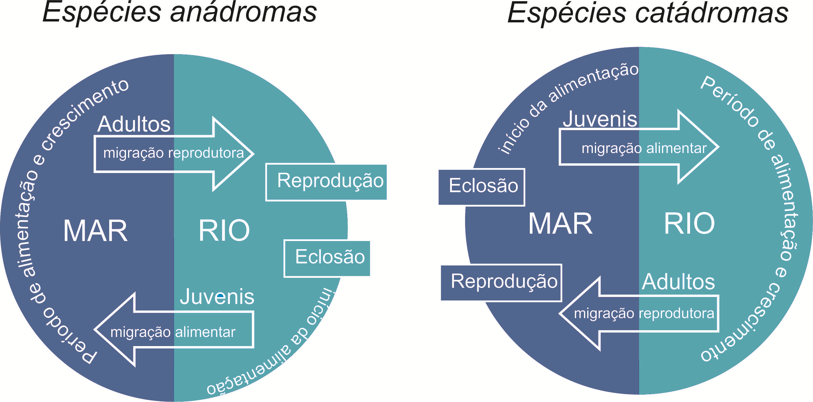 diadromous1_pt