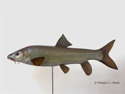 fishmodel2